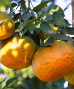 Cam bù Hương Sơn